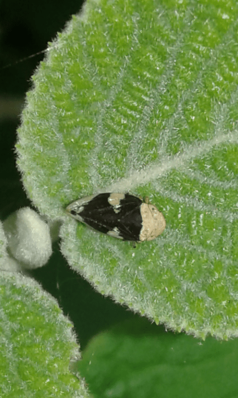 Philaenus spumarius (Aphrophoridae)?